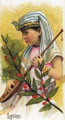 1989 Allen & Ginter Fruits (N12) (reprint) Base