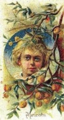 1989 Allen & Ginter Fruits (N12) (reprint) Base