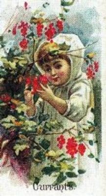 1989 Allen & Ginter Fruits (N12) (reprint) Base