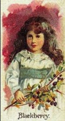 1989 Allen & Ginter Fruits (N12) (reprint) Base