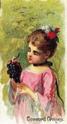 1989 Allen & Ginter Fruits (N12) (reprint) Base