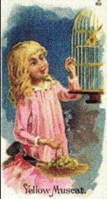 1989 Allen & Ginter Fruits (N12) (reprint) Base