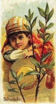 1989 Allen & Ginter Fruits (N12) (reprint) Base