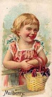 1891 Allen & Ginter Fruits (N12) Base