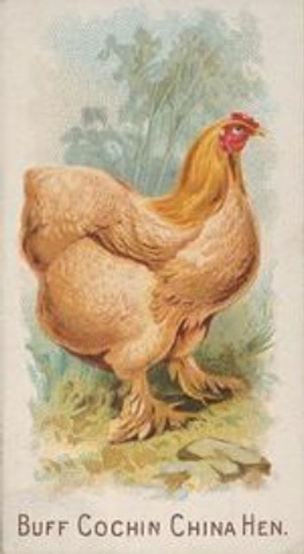 1891 Allen & Ginter Prize & Game Chickens (N20) Base