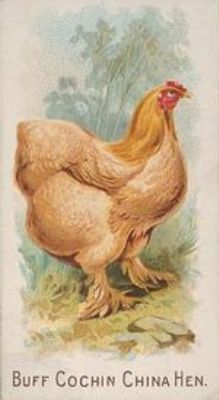 1891 Allen & Ginter Prize & Game Chickens (N20) Base