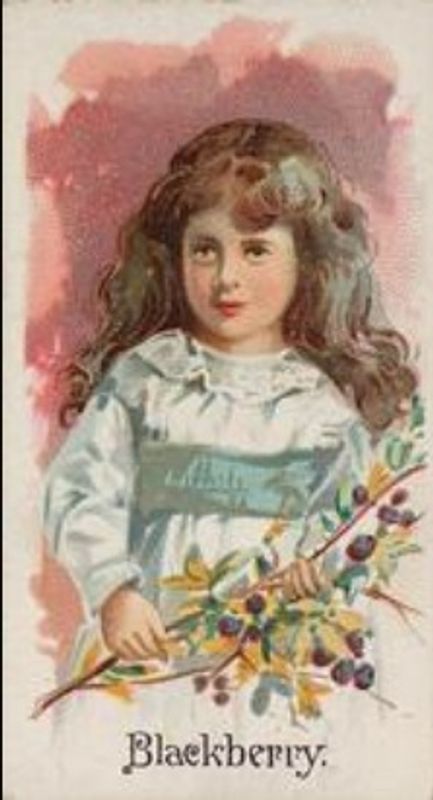 1891 Allen & Ginter Fruits (N12) Base