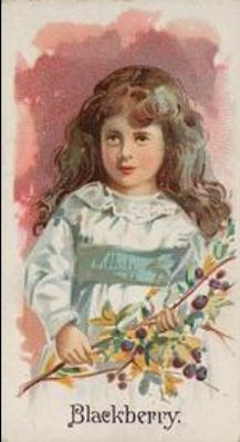 1891 Allen & Ginter Fruits (N12) Base