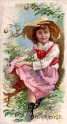 1891 Allen & Ginter Fruits (N12) Base