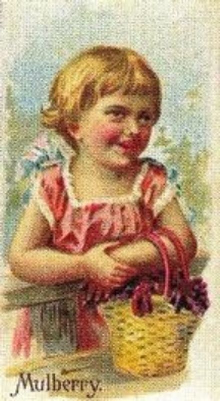 1989 Allen & Ginter Fruits (N12) (reprint) Base