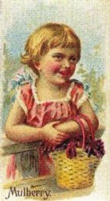 1989 Allen & Ginter Fruits (N12) (reprint) Base