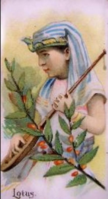 1891 Allen & Ginter Fruits (N12) Base