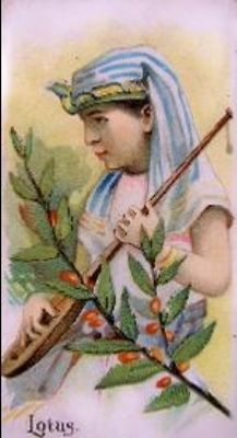 1891 Allen & Ginter Fruits (N12) Base