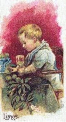 1989 Allen & Ginter Fruits (N12) (reprint) Base