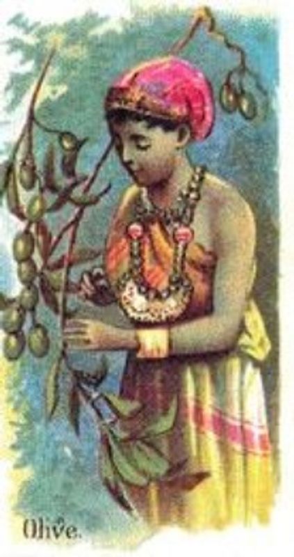 1989 Allen & Ginter Fruits (N12) (reprint) Base