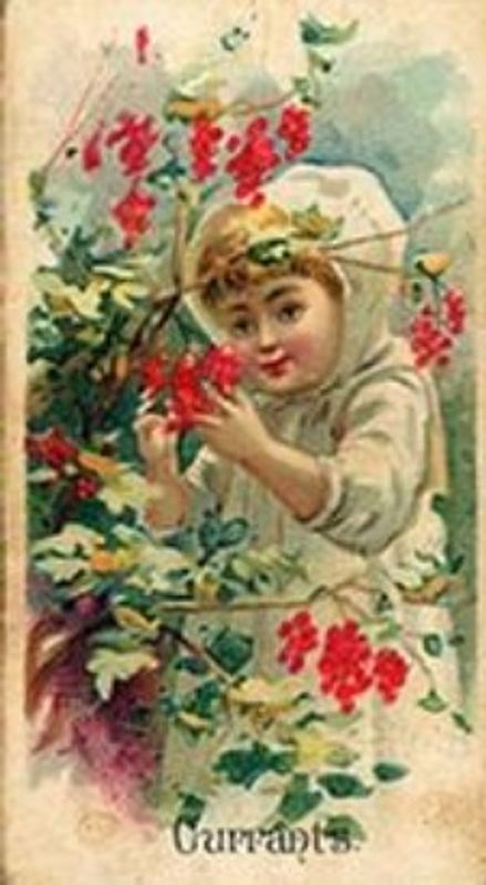 1891 Allen & Ginter Fruits (N12) Base