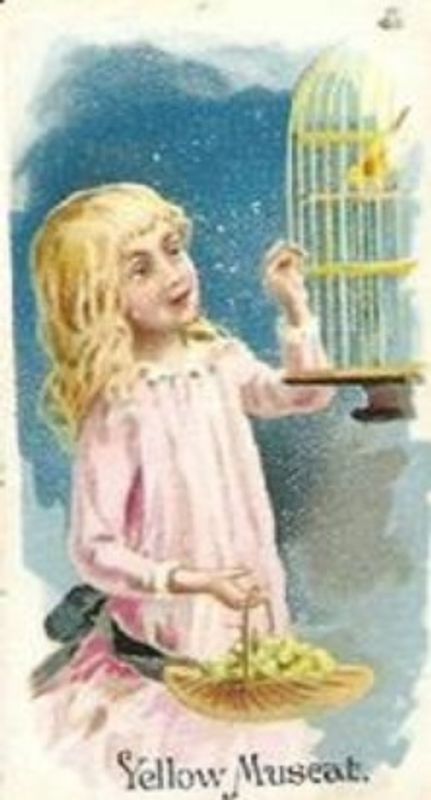 1891 Allen & Ginter Fruits (N12) Base