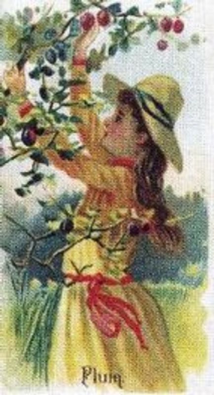 1989 Allen & Ginter Fruits (N12) (reprint) Base