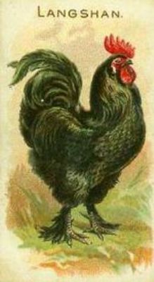 1891 Allen & Ginter Prize & Game Chickens (N20) Base