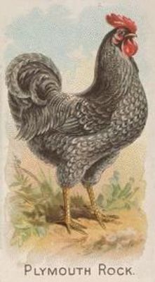 1891 Allen & Ginter Prize & Game Chickens (N20) Base