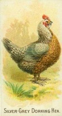 1891 Allen & Ginter Prize & Game Chickens (N20) Base