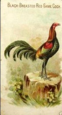 1891 Allen & Ginter Prize & Game Chickens (N20) Base