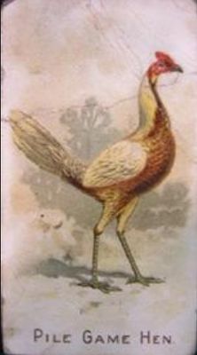 1891 Allen & Ginter Prize & Game Chickens (N20) Base