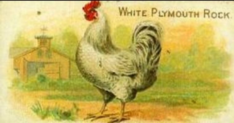 1891 Allen & Ginter Prize & Game Chickens (N20) Base