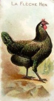 1891 Allen & Ginter Prize & Game Chickens (N20) Base