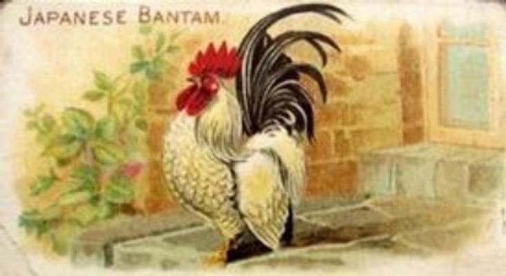 1891 Allen & Ginter Prize & Game Chickens (N20) Base