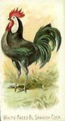 1891 Allen & Ginter Prize & Game Chickens (N20) Base