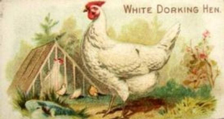 1891 Allen & Ginter Prize & Game Chickens (N20) Base