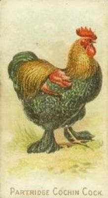 1891 Allen & Ginter Prize & Game Chickens (N20) Base