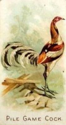 1891 Allen & Ginter Prize & Game Chickens (N20) Base