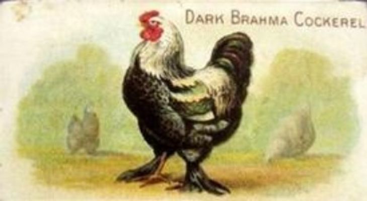 1891 Allen & Ginter Prize & Game Chickens (N20) Base