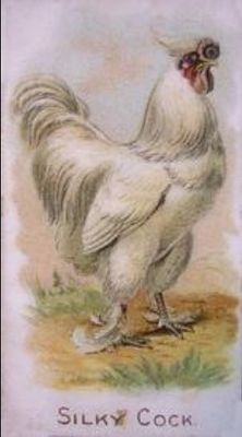 1891 Allen & Ginter Prize & Game Chickens (N20) Base