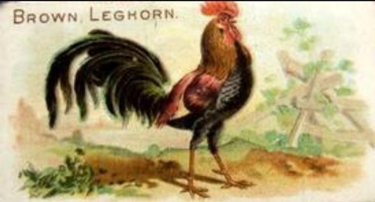 1891 Allen & Ginter Prize & Game Chickens (N20) Base