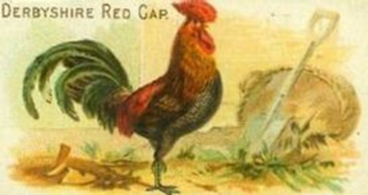 1891 Allen & Ginter Prize & Game Chickens (N20) Base