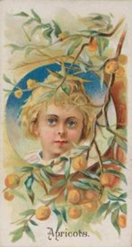 1891 Allen & Ginter Fruits (N12) Base