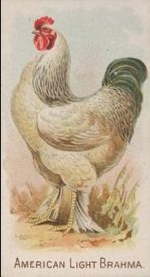 1891 Allen & Ginter Prize & Game Chickens (N20) Base