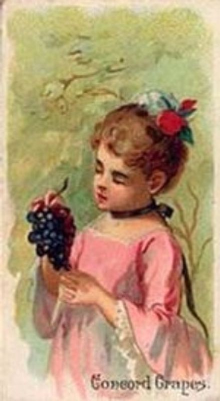 1891 Allen & Ginter Fruits (N12) Base