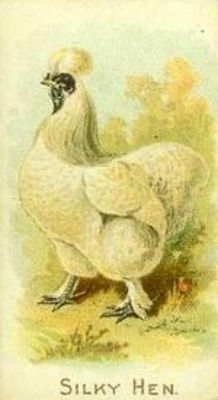 1891 Allen & Ginter Prize & Game Chickens (N20) Base
