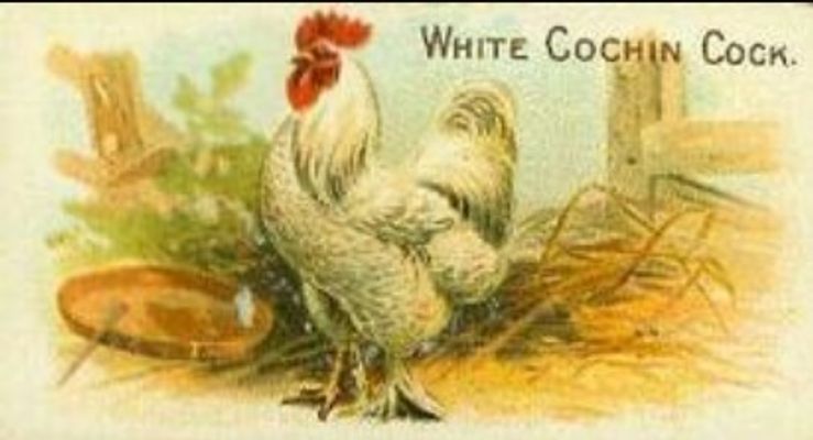 1891 Allen & Ginter Prize & Game Chickens (N20) Base