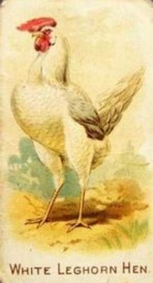 1891 Allen & Ginter Prize & Game Chickens (N20) Base