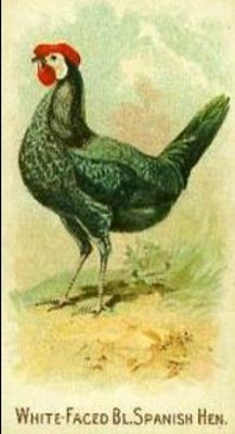 1891 Allen & Ginter Prize & Game Chickens (N20) Base