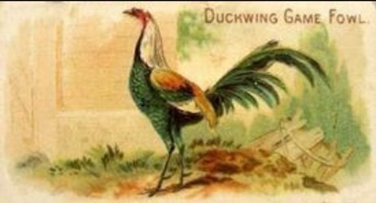 1891 Allen & Ginter Prize & Game Chickens (N20) Base