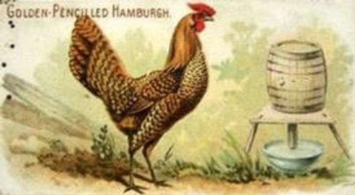 1891 Allen & Ginter Prize & Game Chickens (N20) Base